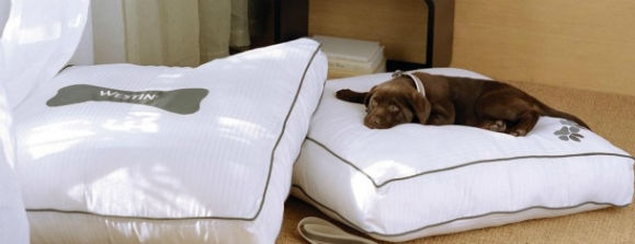 Pet Friendly Hotel In Nyc The Westin New York Grand Central Next Trip To Nyc At The Westin New York Grand Central Recharge During A Weekend Getaway With Your Four Legged Friend And Allow Our Pet Friendly Hotel